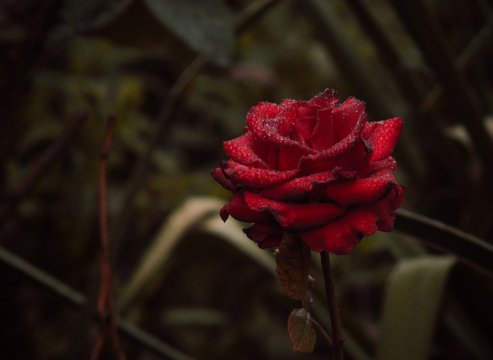 Фотографія Осенняя роза..... / Александр / photographers.ua
