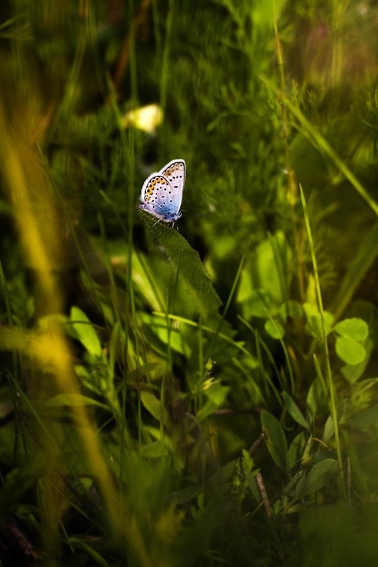 Фотографія бабочка / slava demchenko / photographers.ua