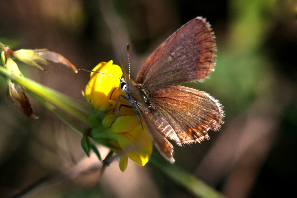 Фотографія бабочка / slava demchenko / photographers.ua