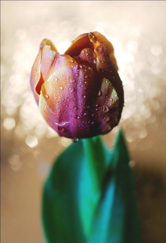 Фотографія 888 / slava demchenko / photographers.ua