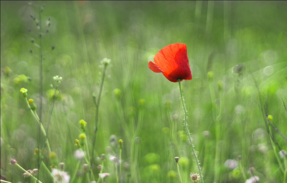 Фотографія мак / slava demchenko / photographers.ua