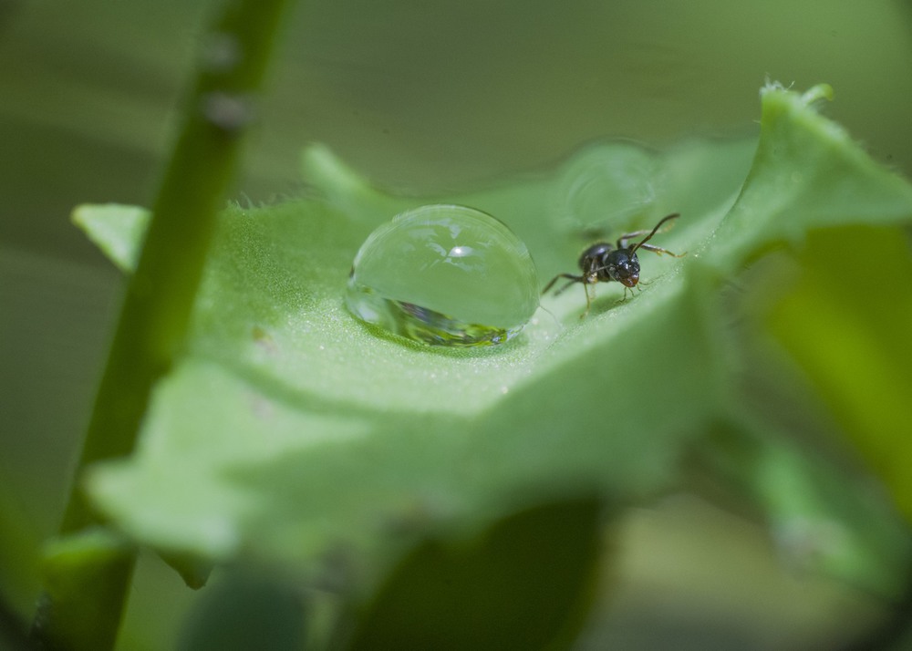 Фотографія ant / Іван Тучковський / photographers.ua