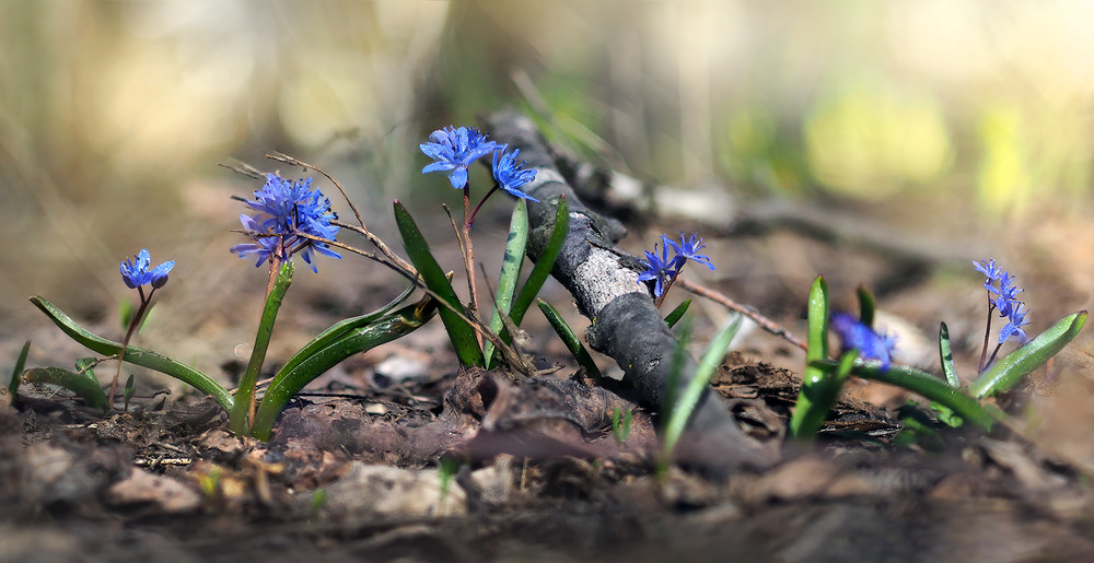 Фотографія Вистава у весняному лісі / svandrii (Андрій) / photographers.ua