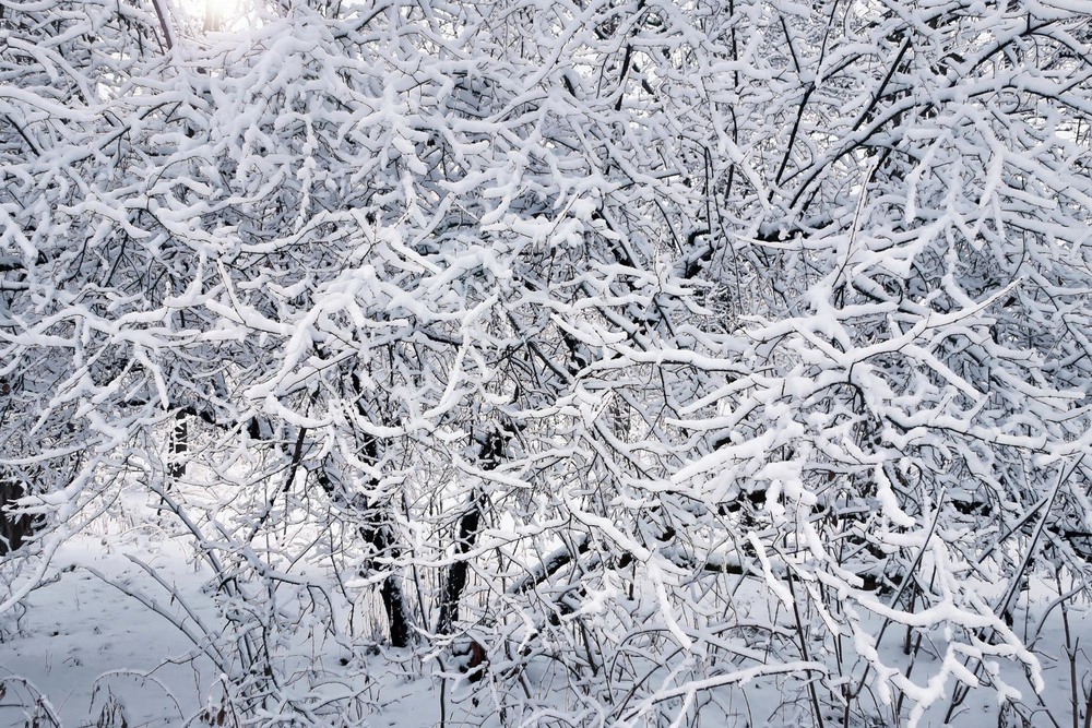 Фотографія снігова вишиванка / svandrii (Андрій) / photographers.ua
