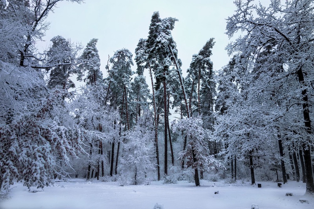 Фотографія Зима насипала снігу білого... / svandrii (Андрій) / photographers.ua