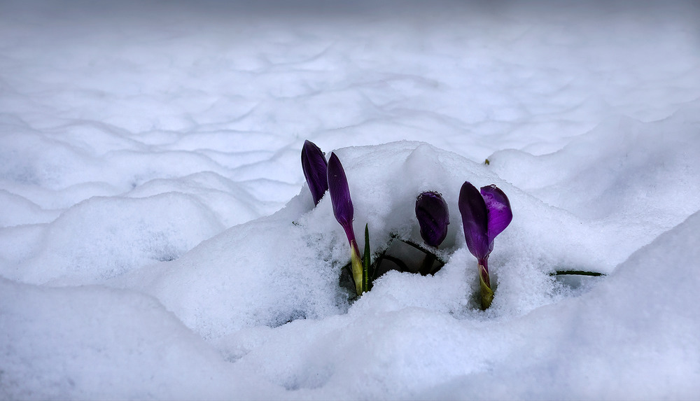 Фотографія !!!!Весна наступає / svandrii (Андрій) / photographers.ua
