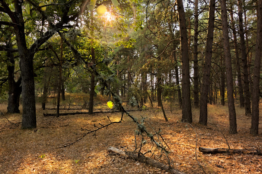 Фотографія И чередовались в лесу свет и тень... / svandrii (Андрій) / photographers.ua