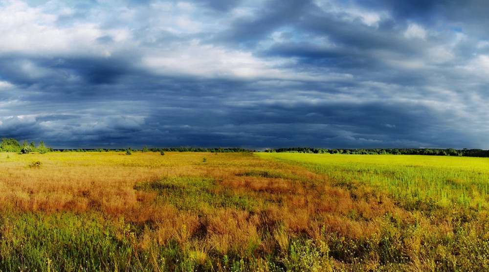 Фотографія на полях між гаями росте понуро дикая трава... / svandrii (Андрій) / photographers.ua