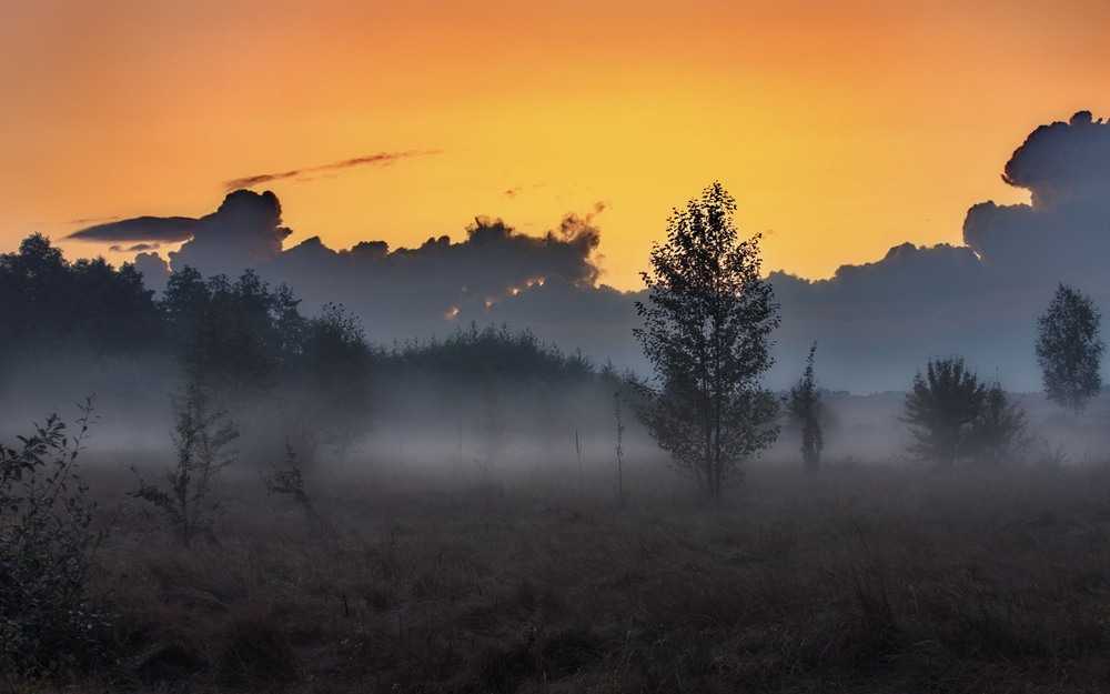Фотографія там за туманами лес качает облака / svandrii (Андрій) / photographers.ua