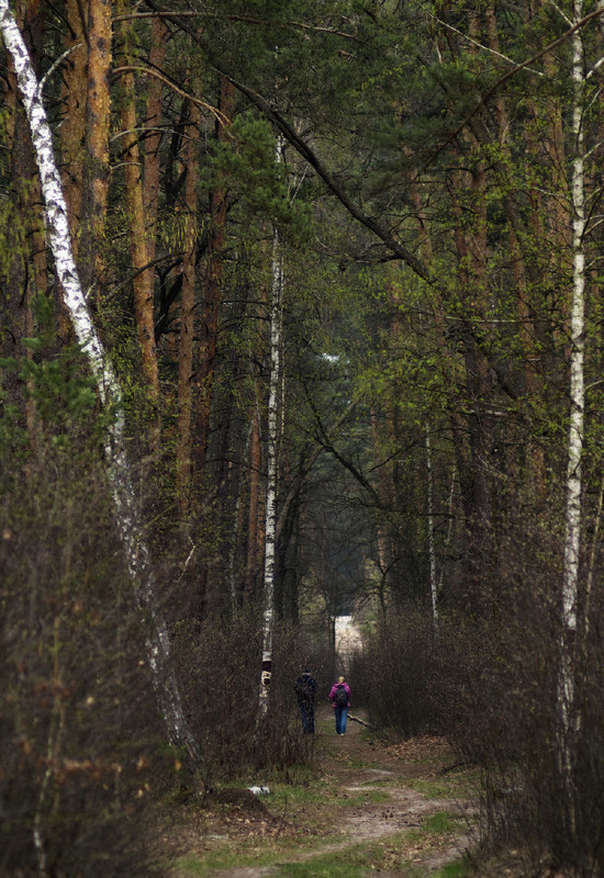 Фотографія Лісовою стежкою, не скажу куди / svandrii (Андрій) / photographers.ua