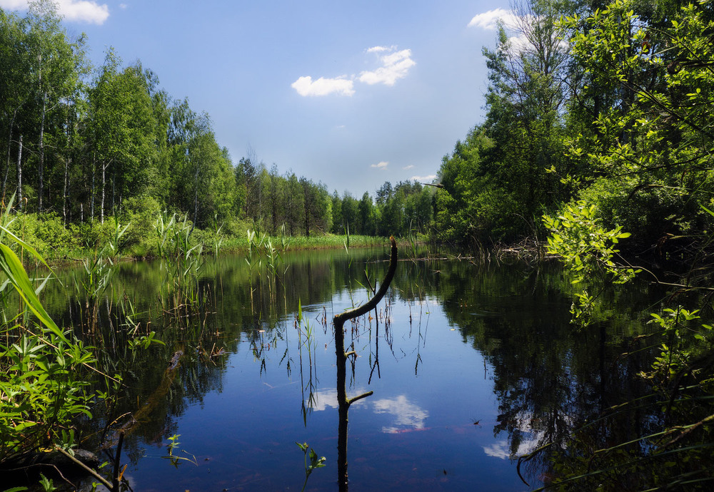 Фотографія Дике озеро в дикому лісі / svandrii (Андрій) / photographers.ua