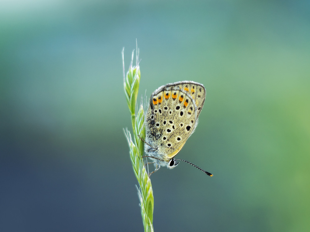 Фотографія Пронто метелик / svandrii (Андрій) / photographers.ua