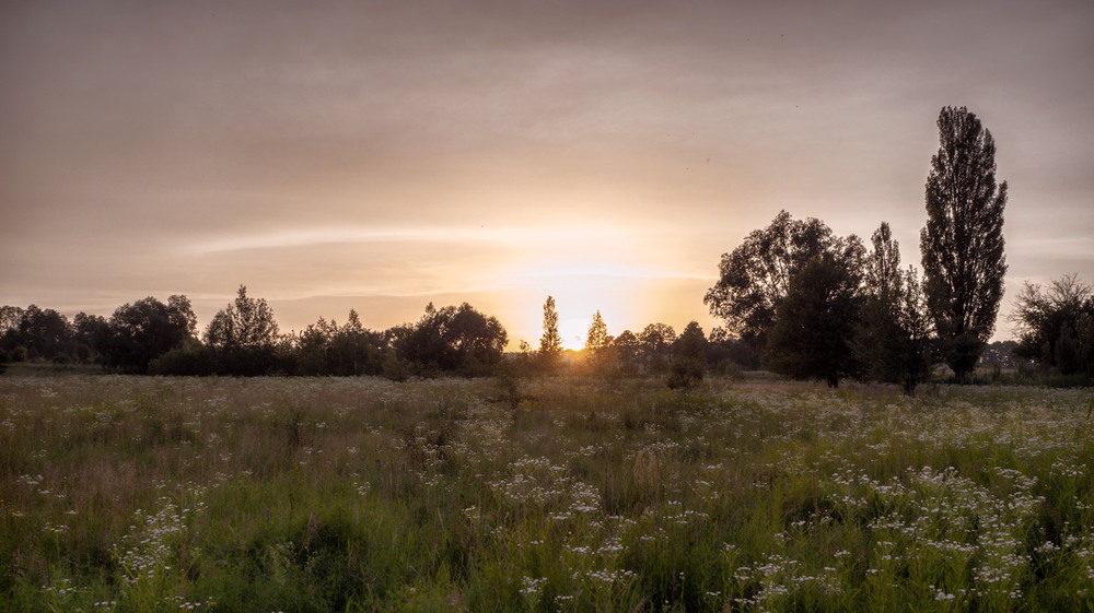 Фотографія Захід сонця над метеликовим полем / svandrii (Андрій) / photographers.ua