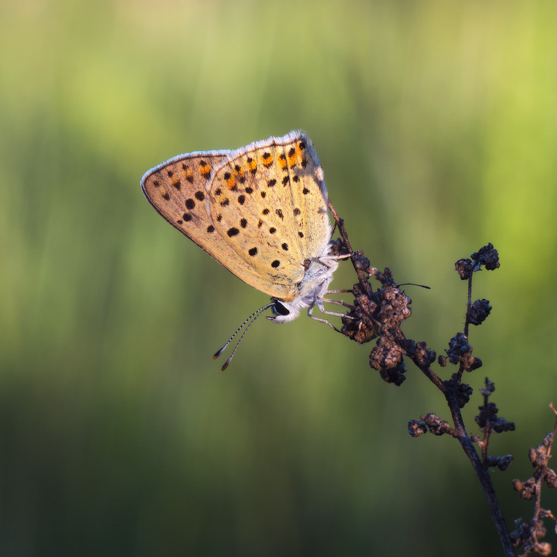 Фотографія Засумував / svandrii (Андрій) / photographers.ua