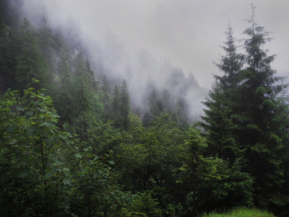 Фотографія Alpine Deep Forest / svandrii (Андрій) / photographers.ua