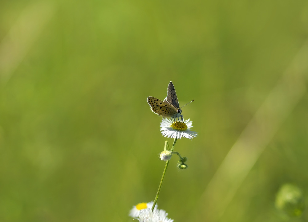 Фотографія Метелик та квітка: нічого зайвого / svandrii (Андрій) / photographers.ua