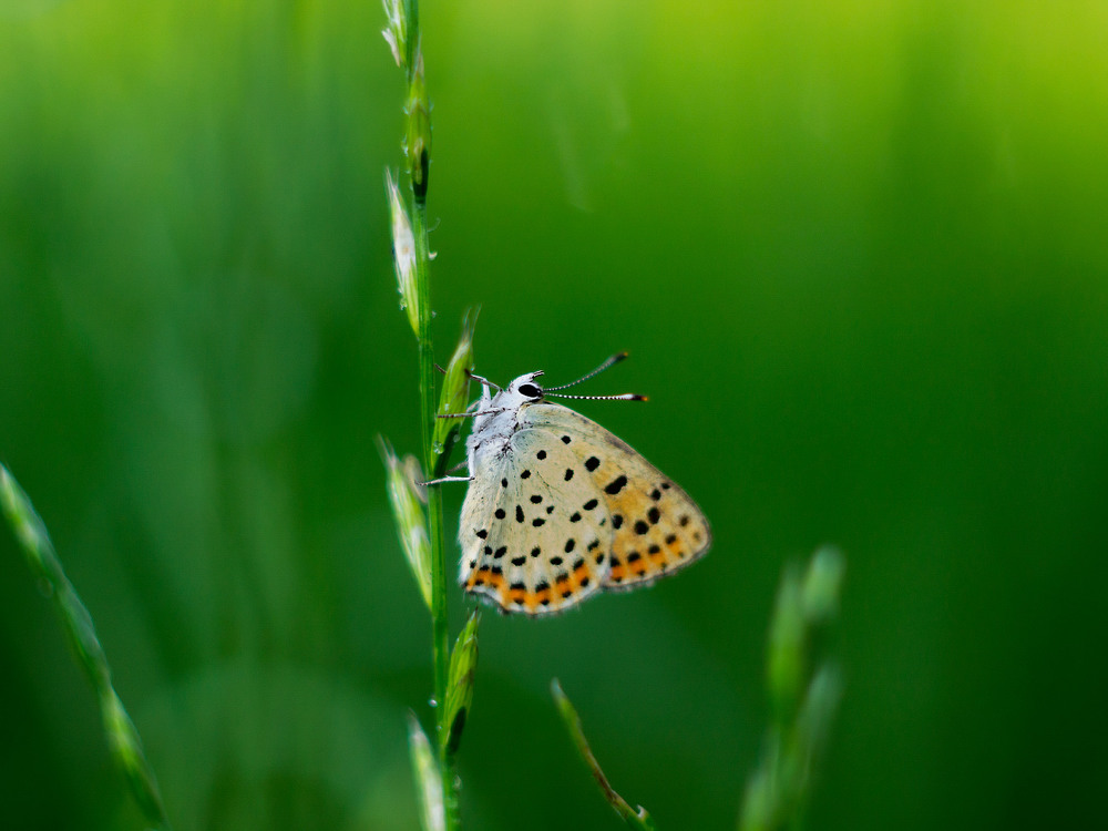Фотографія Метелик в хлорофілі ) / svandrii (Андрій) / photographers.ua