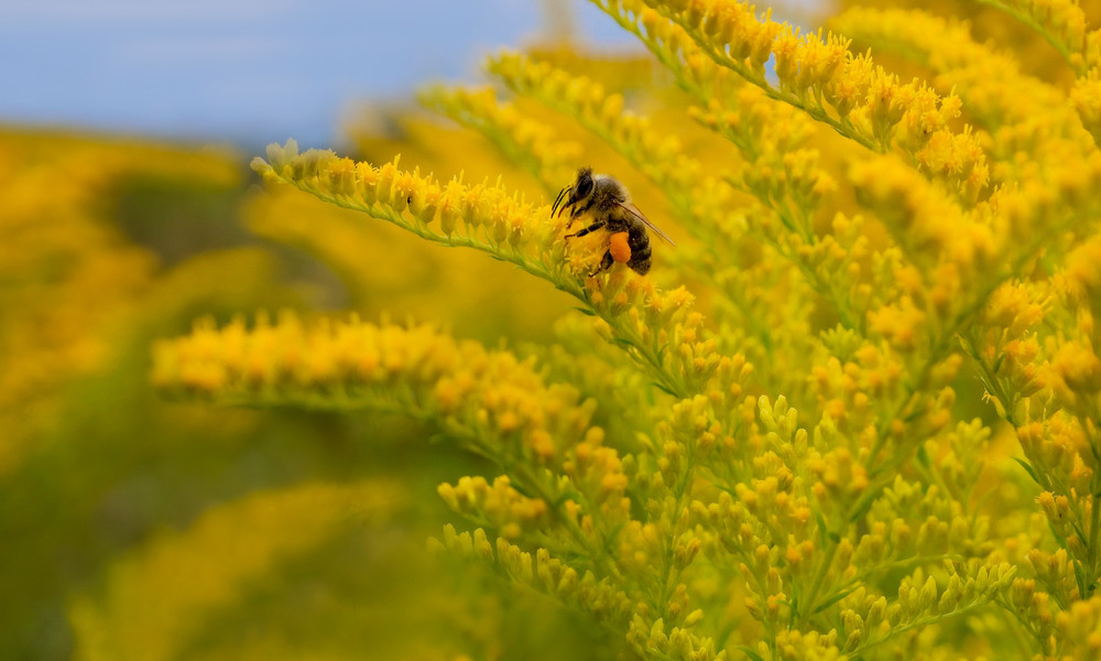 Фотографія Квітує золотарник / svandrii (Андрій) / photographers.ua