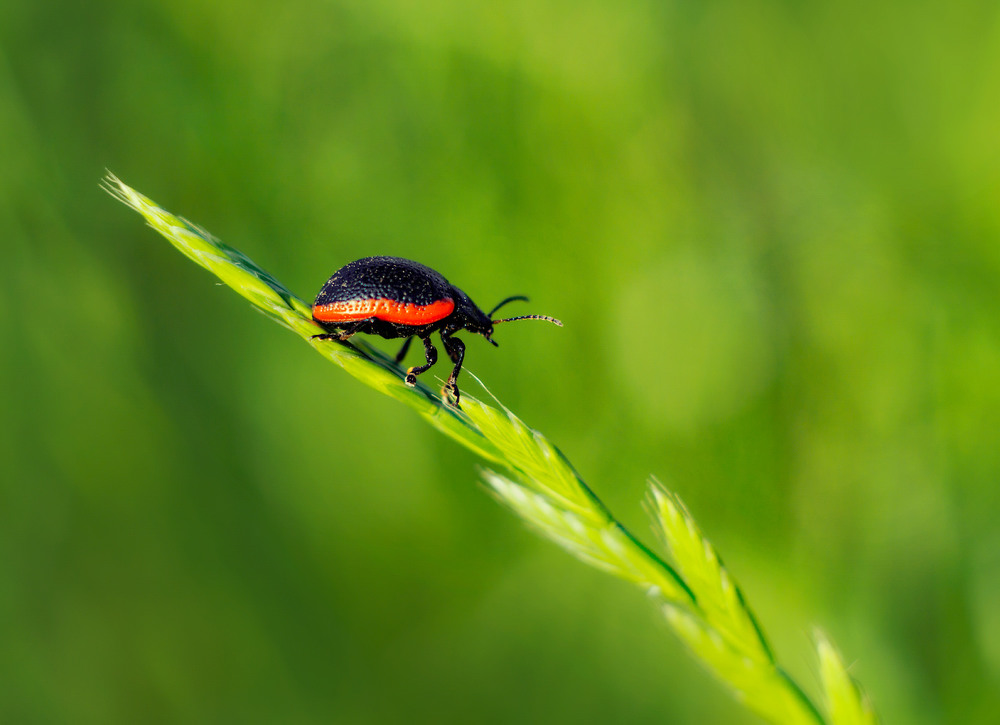 Фотографія Bug / svandrii (Андрій) / photographers.ua