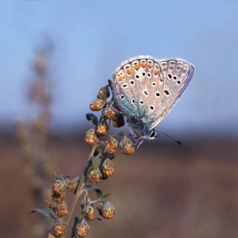 Фотографія Метелик та полин / svandrii (Андрій) / photographers.ua