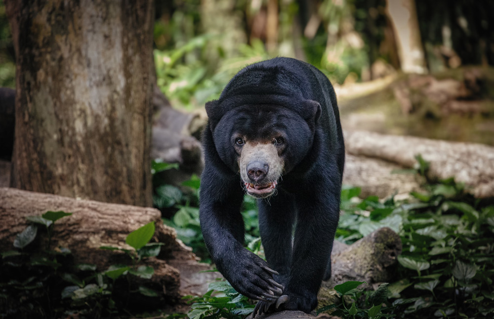 Фотографія Идущий на меня...Бируанг, или Малайский медведь, или Солнечный медведь,или медведь собака! / Александр Вивчарик / photographers.ua