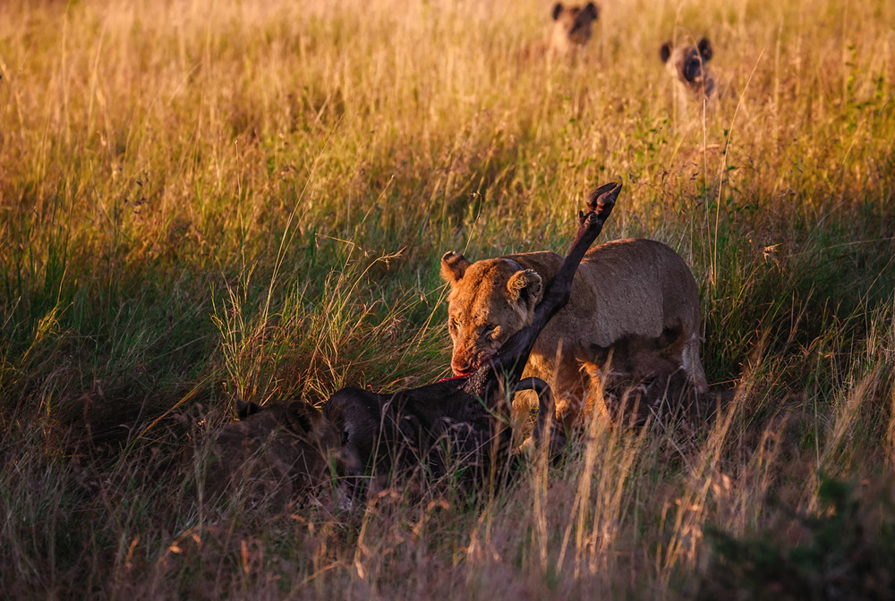 Фотографія После охоты... саванна.Танзания! / Александр Вивчарик / photographers.ua