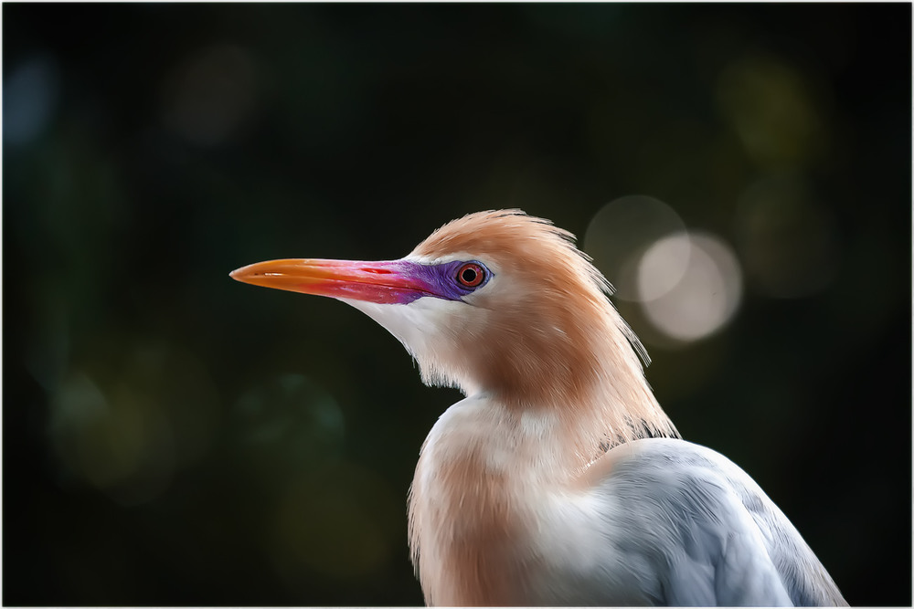 Фотографія Египетская цапля...парк птиц...Куала Лумпур.Малайзия. / Александр Вивчарик / photographers.ua