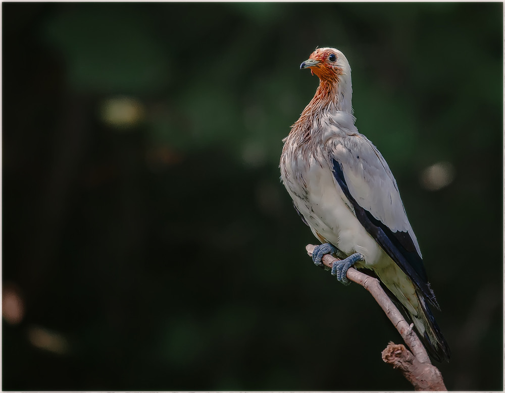 Фотографія Красава...парк птиц...Куала Лумпур.Малайзия. / Александр Вивчарик / photographers.ua
