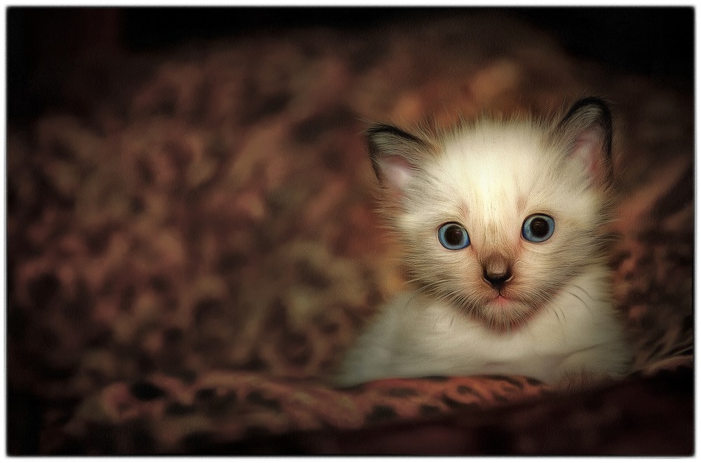 Фотографія Мой котейка!!! / Александр Вивчарик / photographers.ua