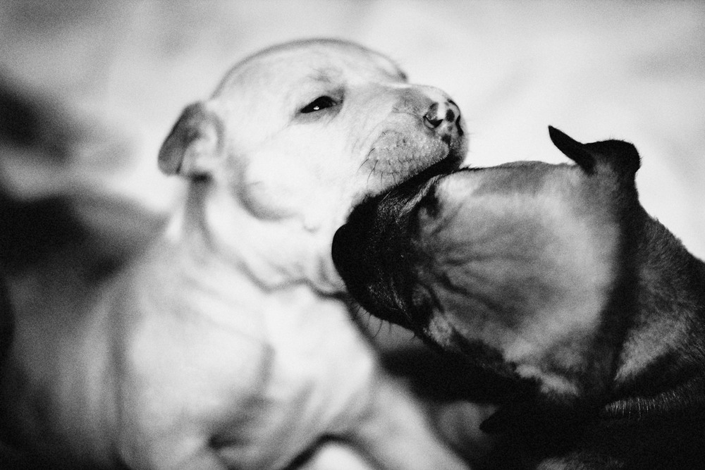 Фотографія Инь и ян... "Поцелуй" младенцев. / Александр Вивчарик / photographers.ua