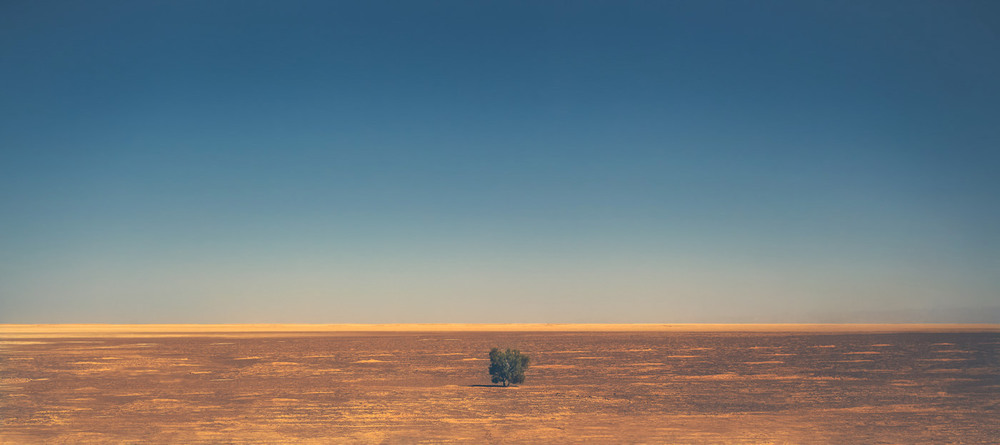 Фотографія "Живущий" в одиночестве...Маранджаб песчано-солончаковая пустыня.Иран! / Александр Вивчарик / photographers.ua