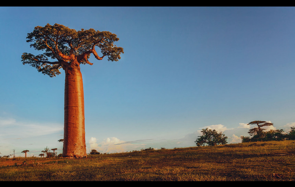 Фотографія Перед закатом...Долина баобабов,Мадагаскар! / Александр Вивчарик / photographers.ua