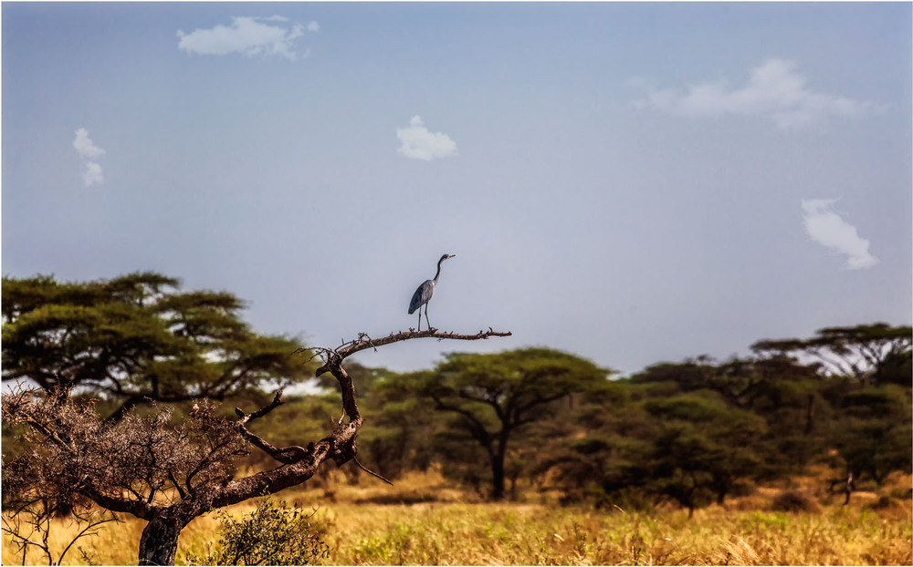 Фотографія Смотрящий вдаль... Танзания! / Александр Вивчарик / photographers.ua