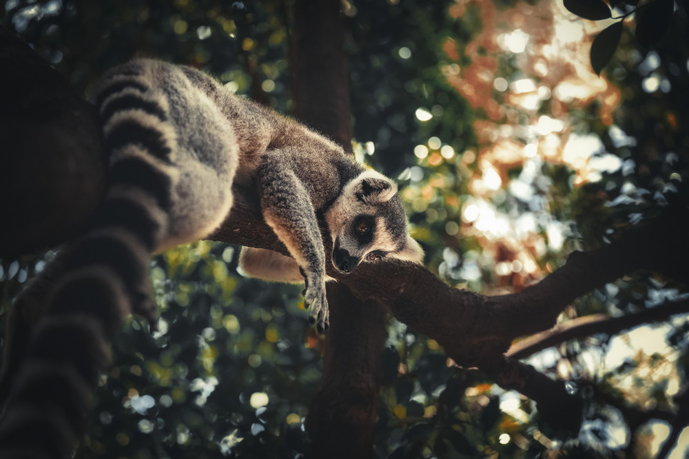 Фотографія В тропических лесах Мадагаскара...Лемурляндия ! / Александр Вивчарик / photographers.ua