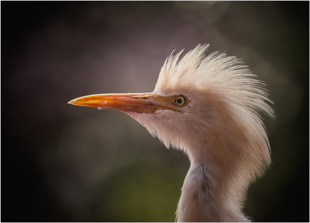 Фотографія "ИРОКЕЗззз"...Парк птиц...Куала-Лумпур, Малайзия... / Александр Вивчарик / photographers.ua