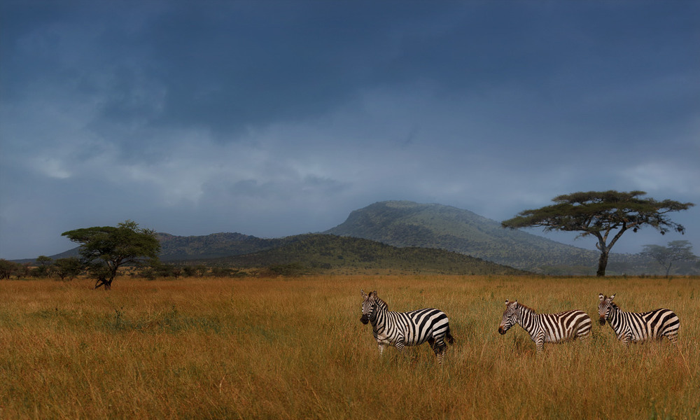 Фотографія Будни саванны...Танзания! / Александр Вивчарик / photographers.ua