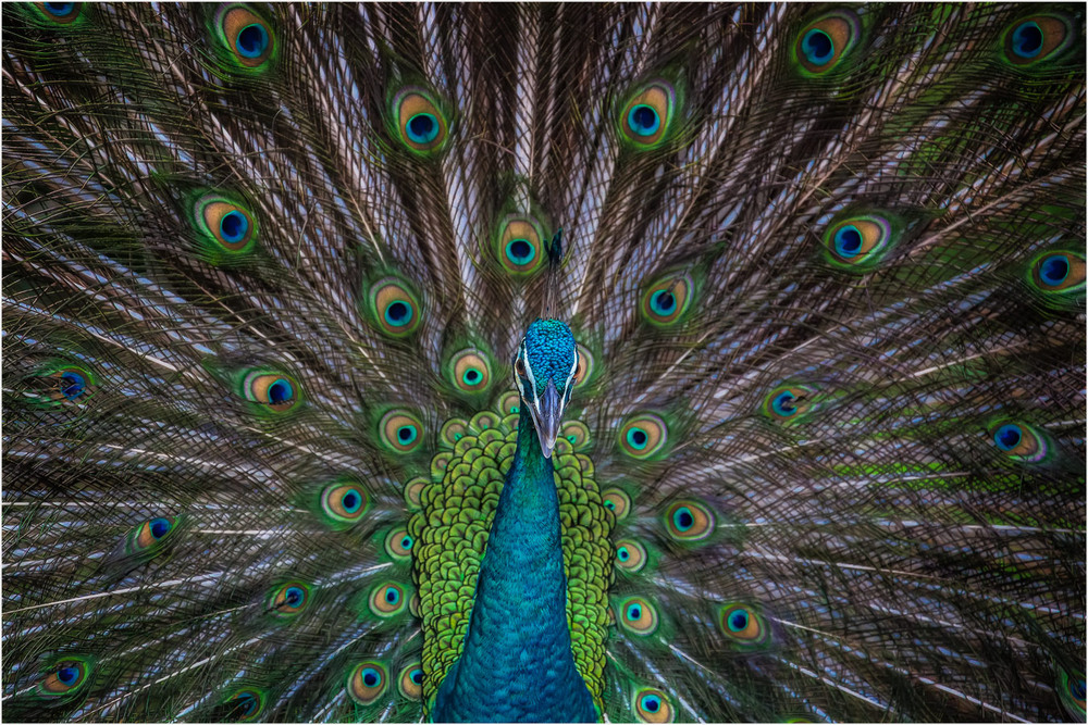 Фотографія Гипнотизирующая поза павлина!!! Парк птиц.Малайзия! / Александр Вивчарик / photographers.ua