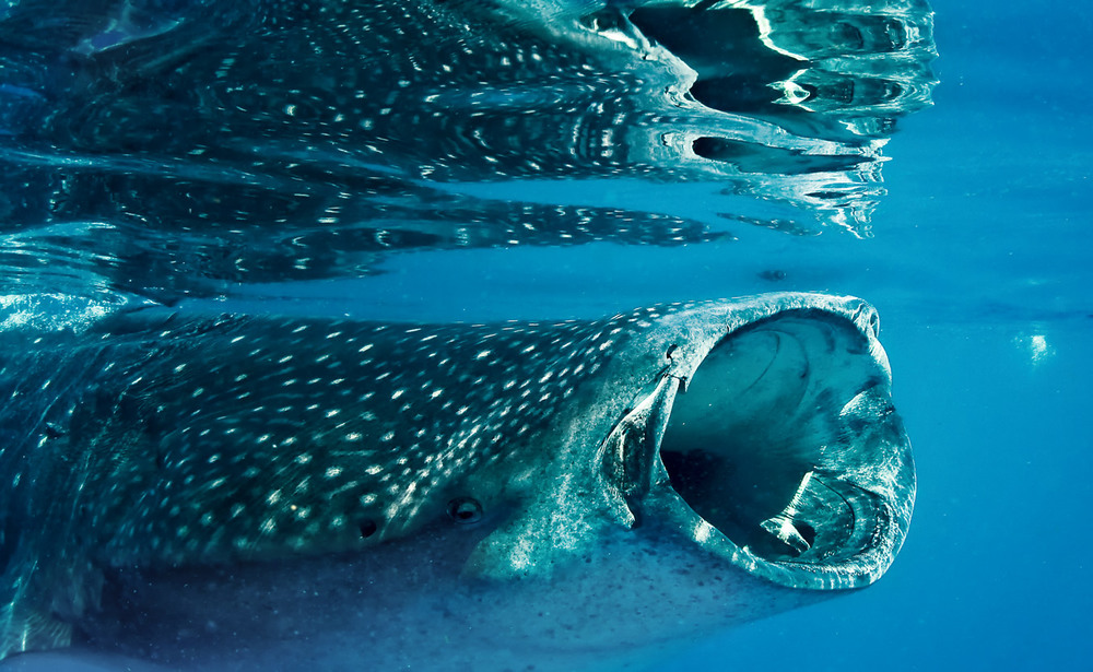 Фотографія Прогулка с китовой акулой! Филиппины! / Александр Вивчарик / photographers.ua