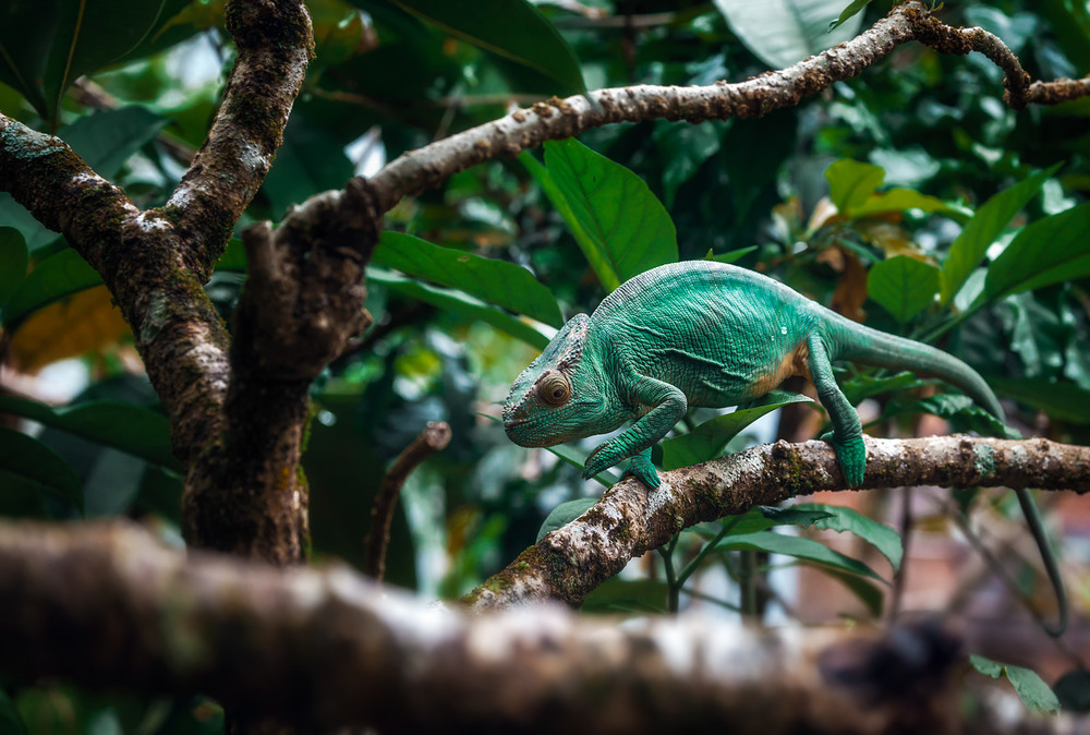 Фотографія Мадагаскарский хамелеон...Путешествуя по Мадагаскару! / Александр Вивчарик / photographers.ua