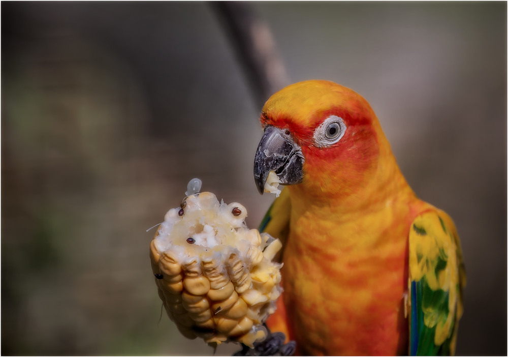 Фотографія У меня обед.Не мешайте мне кушать своими съемками...Парк птиц, Куала-Лумпур.Малайзия. / Александр Вивчарик / photographers.ua