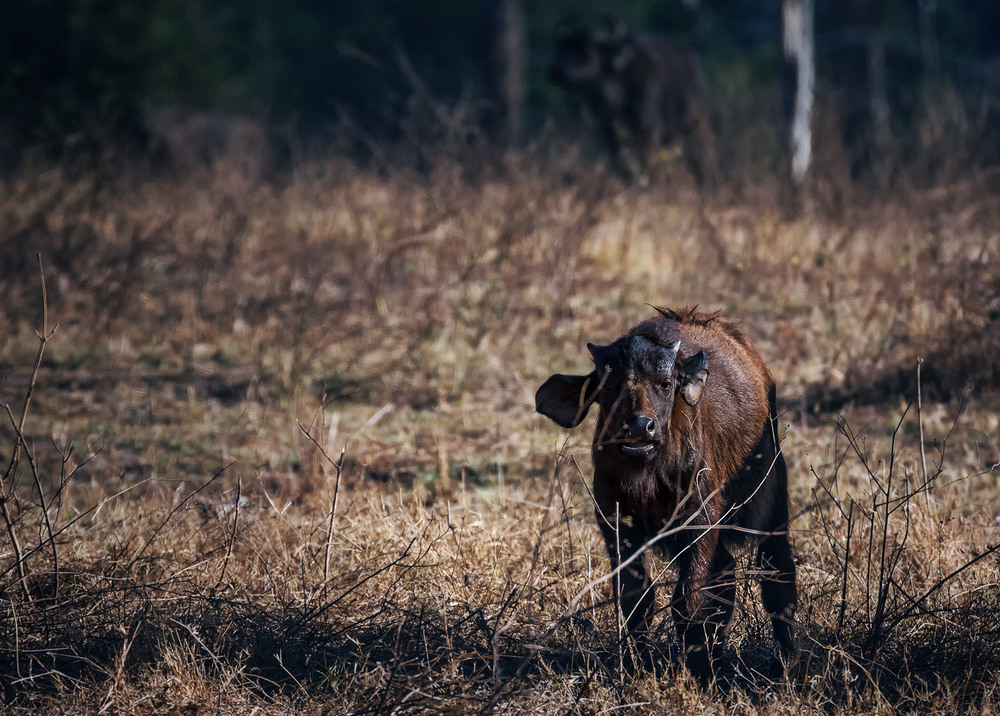 Фотографія Африканский буйволенок... Кения! / Александр Вивчарик / photographers.ua