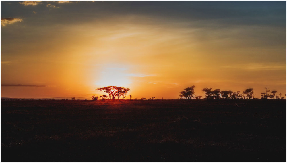 Фотографія Рассвет в саванне... Танзания! / Александр Вивчарик / photographers.ua