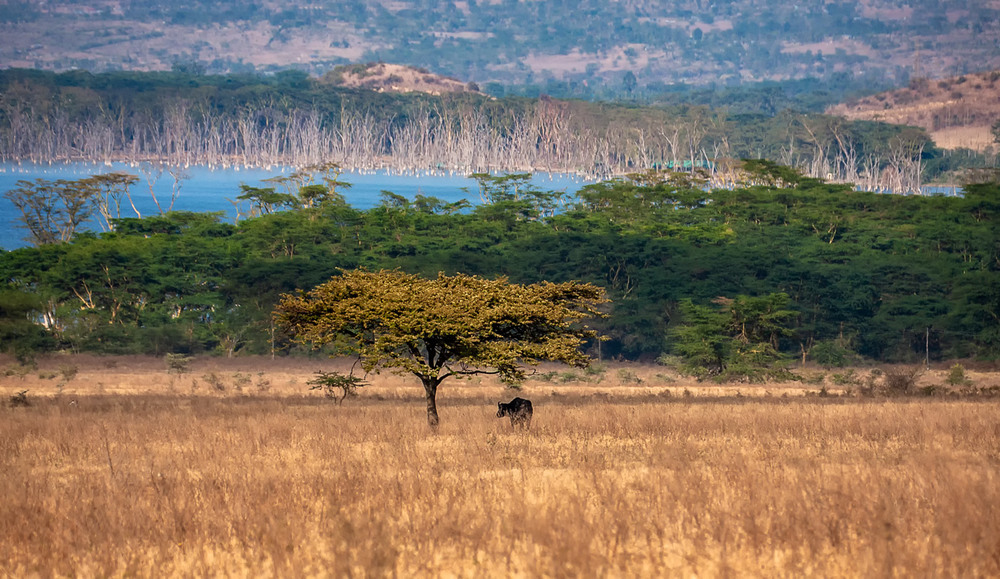 Фотографія Естественный зонтик от зноя... Кения! / Александр Вивчарик / photographers.ua