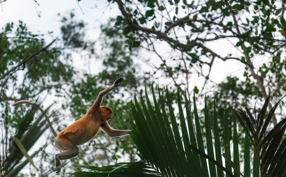 Фотографія Прыжок.Носач или кахау... о.Борнео.Малайзия! / Александр Вивчарик / photographers.ua