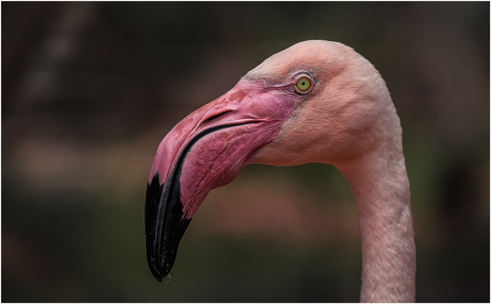Фотографія Сама грациозность...Розовый Фламинго. / Александр Вивчарик / photographers.ua
