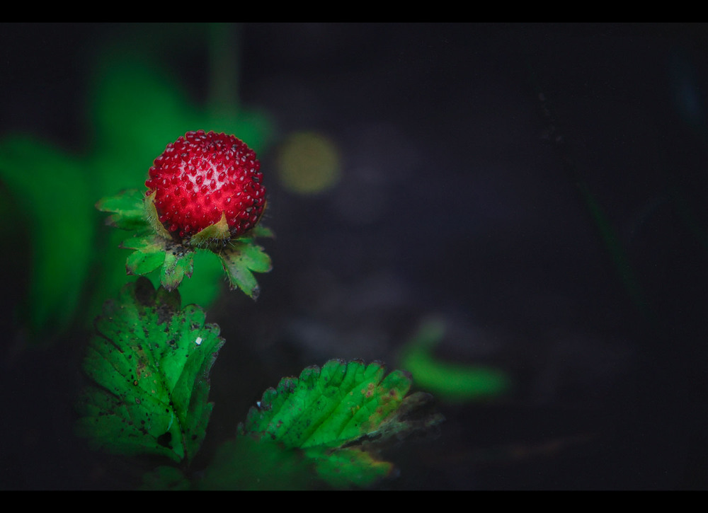 Фотографія Красна ягодка, да на вкус горька... / Александр Вивчарик / photographers.ua
