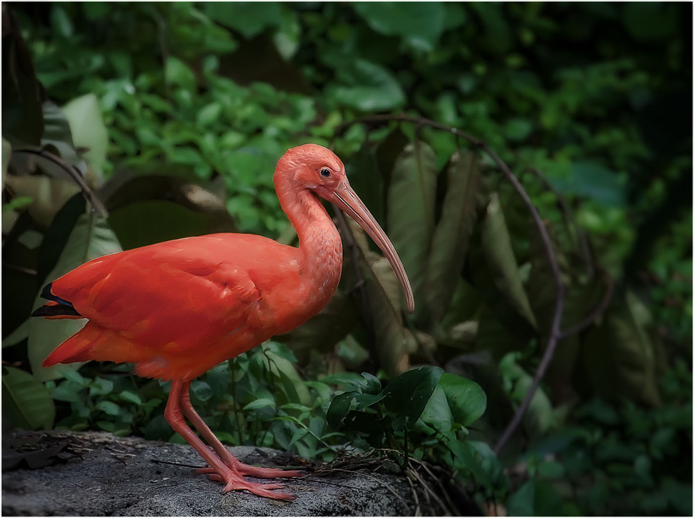 Фотографія Алый Ибис...Куала-Лумпурский парк птиц... / Александр Вивчарик / photographers.ua