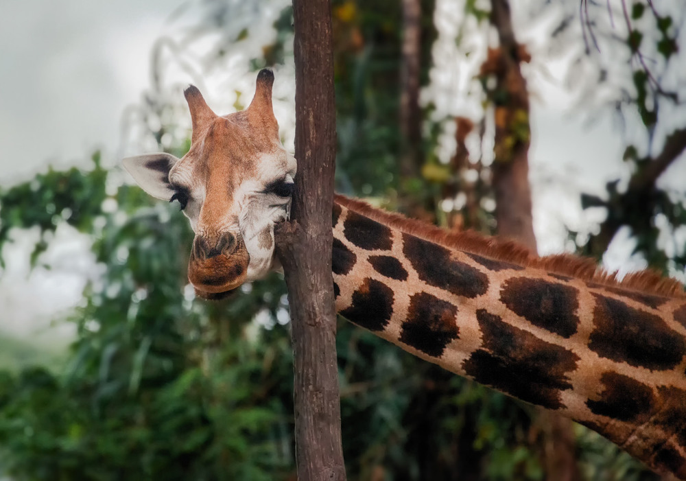 Фотографія А у жирафа шея длинная... Танзания! / Александр Вивчарик / photographers.ua