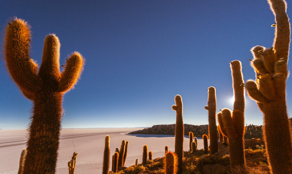 Фотографія В утренних лучах...Остров Инкауаси...Боливия! / Александр Вивчарик / photographers.ua