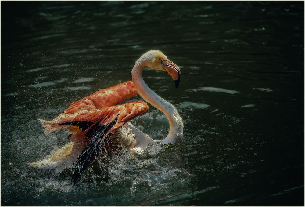 Фотографія А мне летать охота!!! Куала-Лумпурский парк птиц...Малайзия. / Александр Вивчарик / photographers.ua